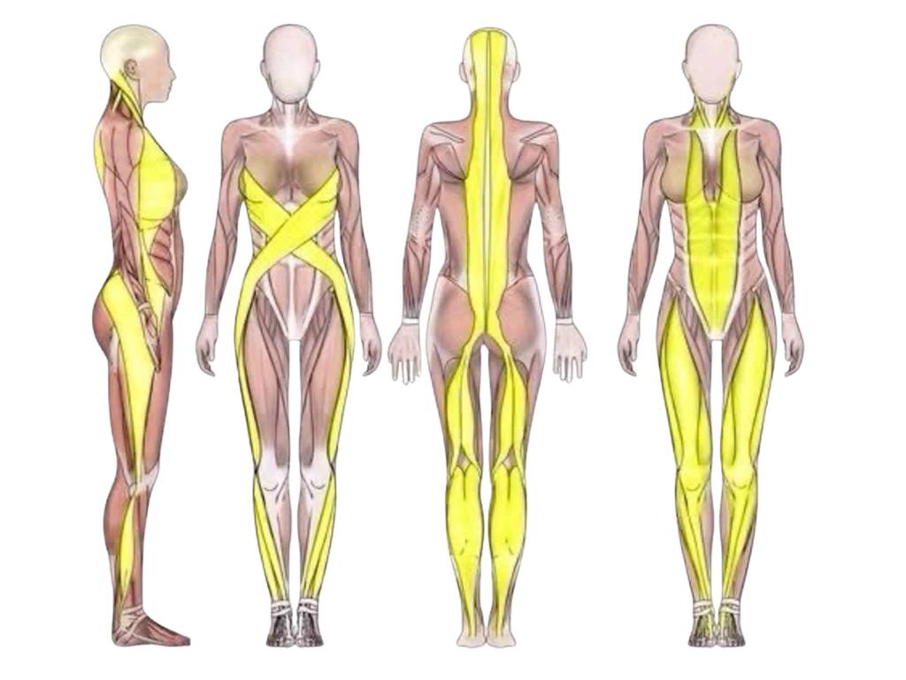 Vücut üzerindeki ana fasyal hatları, yüzeyel ön ve arka hatları işaretlenmiş olarak gösteren anatomik insan figürleri.